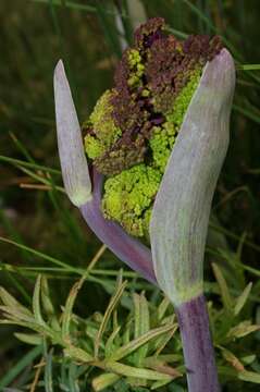 Image of Thapsia garganica L.