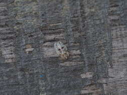 Image of Sycamore Lace Bug