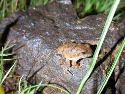 Image of Malabar Wart Frog