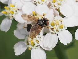 Image of Phasia obesa (Fabricius 1798)