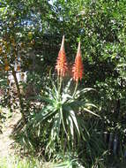 Image of candelabra aloe