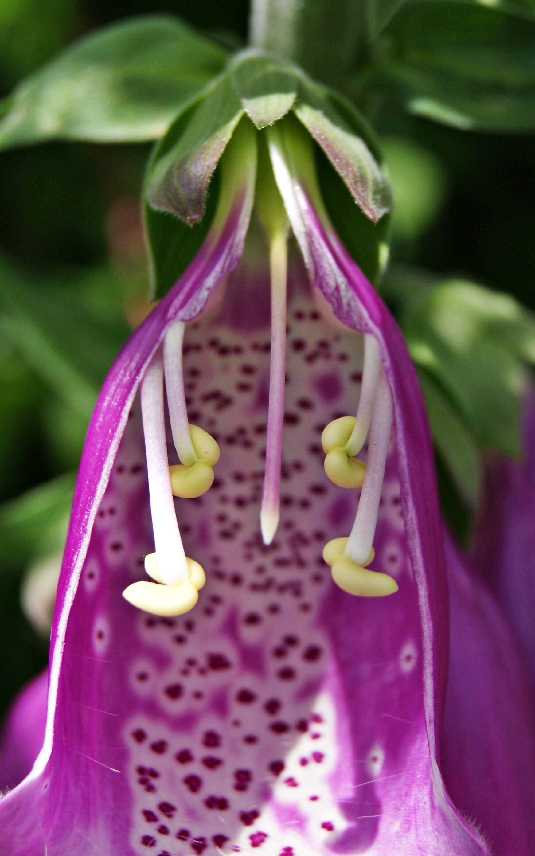 Imagem de Digitalis purpurea L.