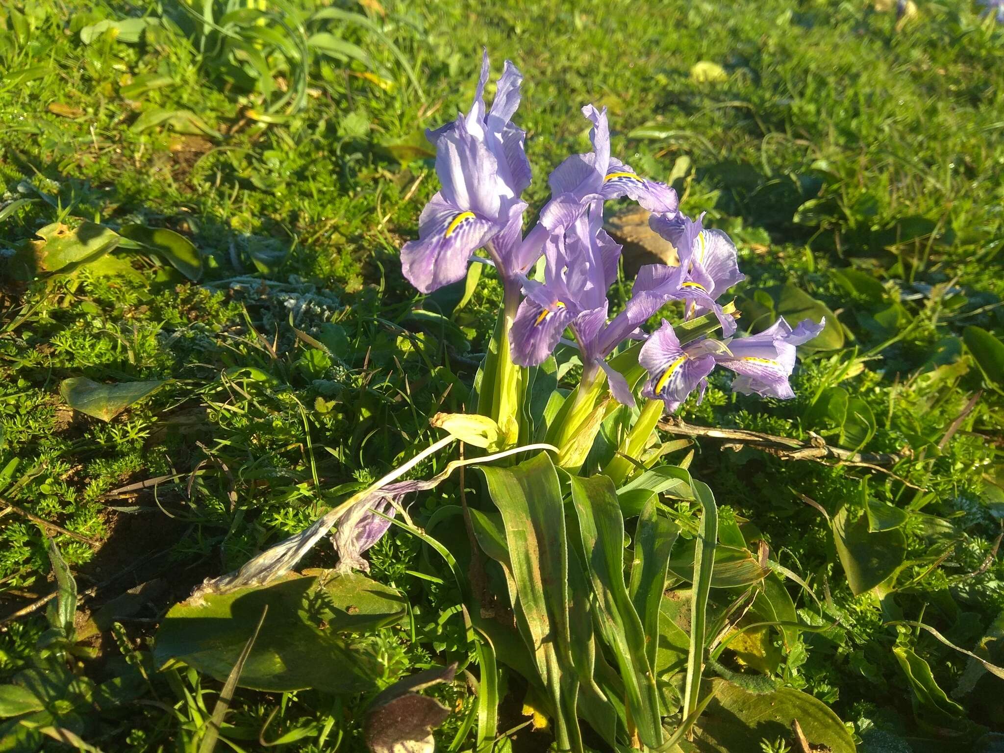 Imagem de Iris planifolia (Mill.) T. Durand & Schinz