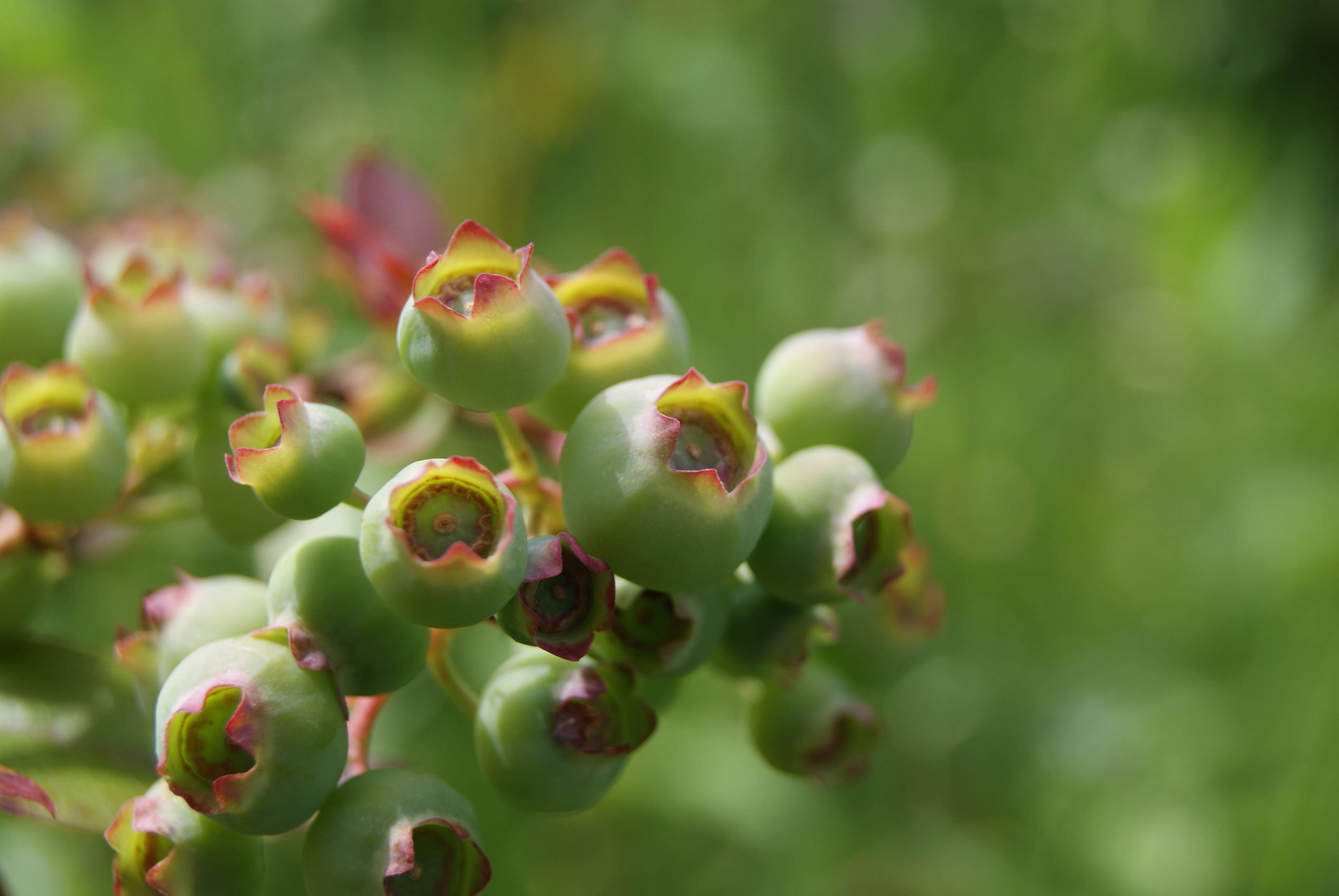 Image of Highbush blueberry