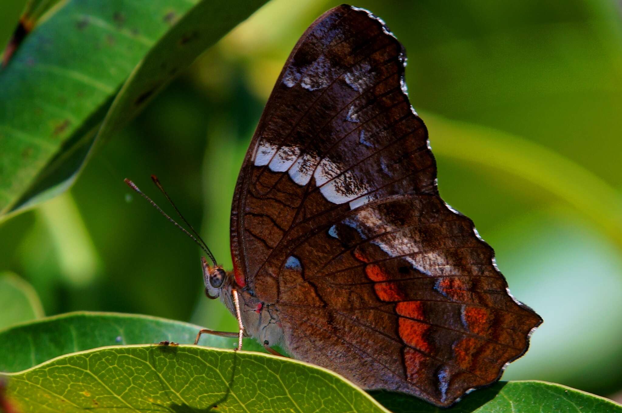 Image of Banded Peacock