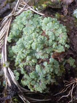 Image of Riccia subbifurca Warnst. ex Croz.