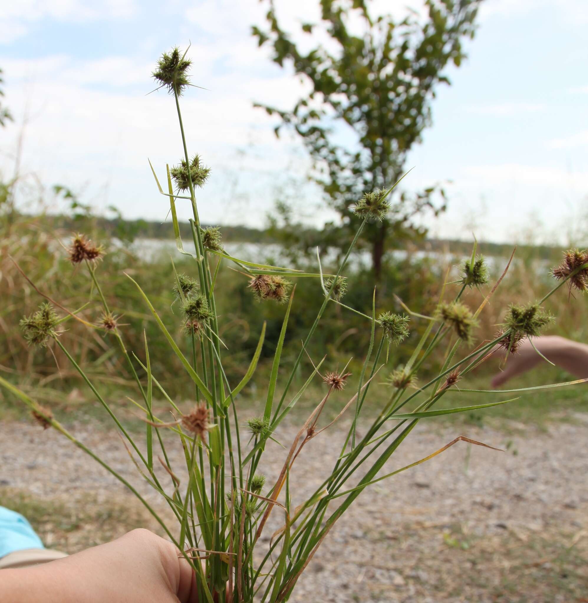 Image of western umbrella-sedge