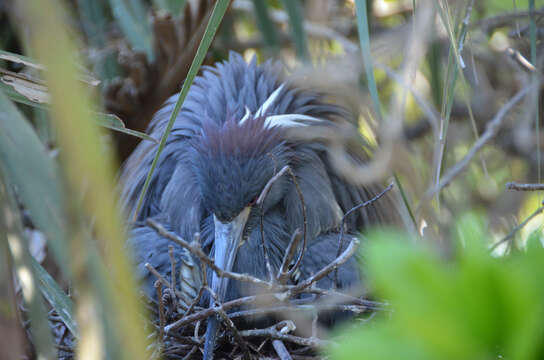 Image de Aigrette tricolore