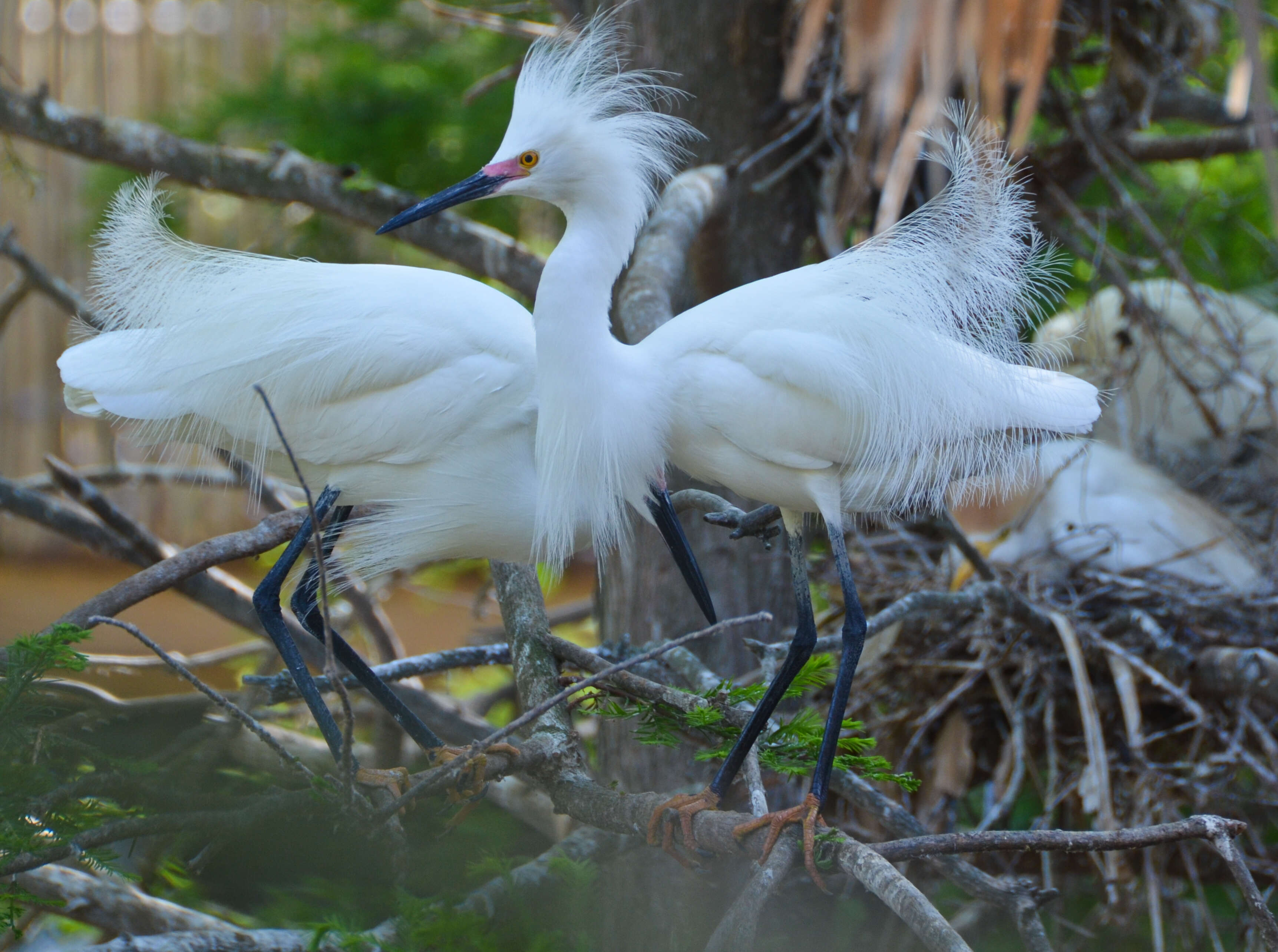 Image of Snowy Egret