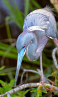 Image de Aigrette tricolore