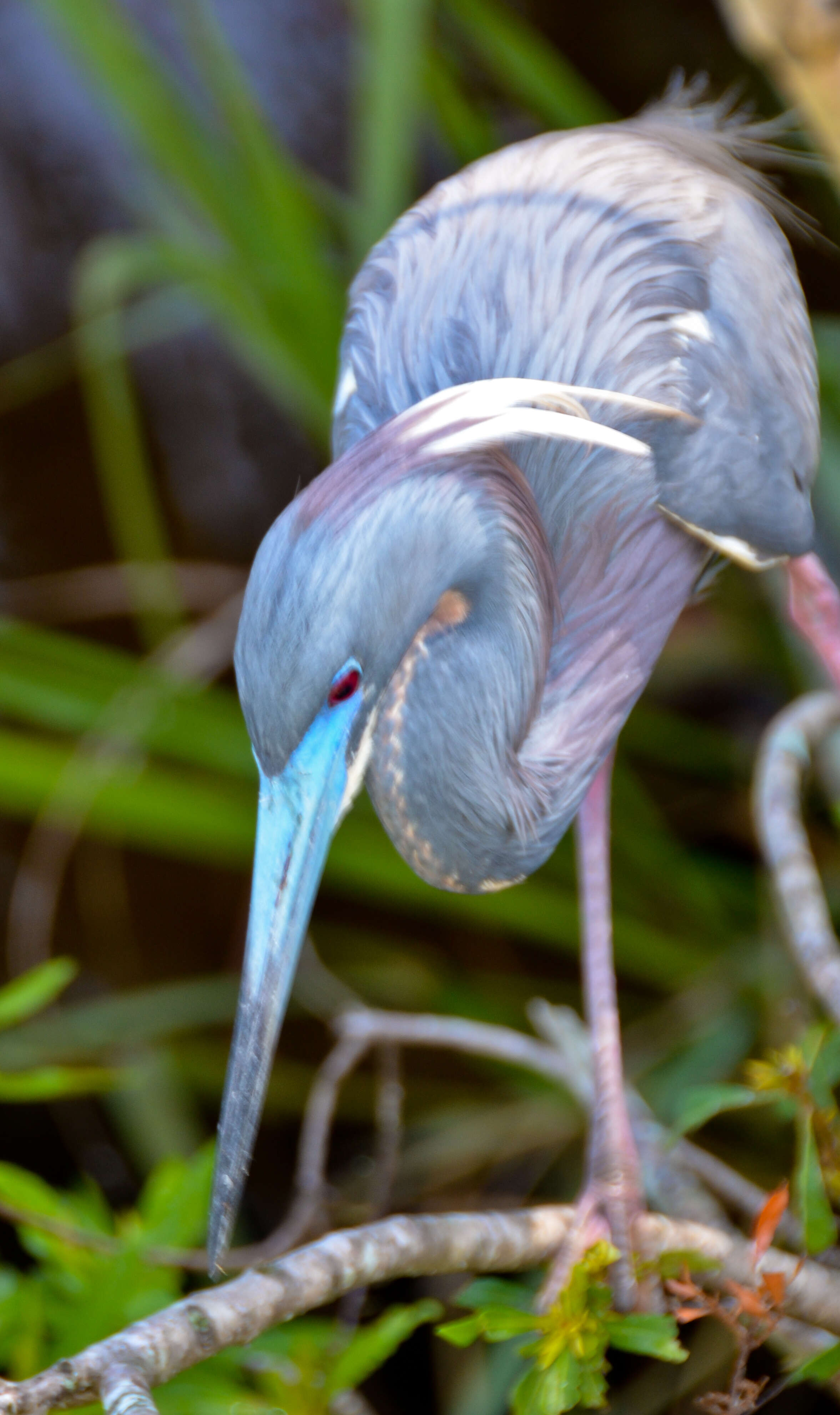 Image de Aigrette tricolore