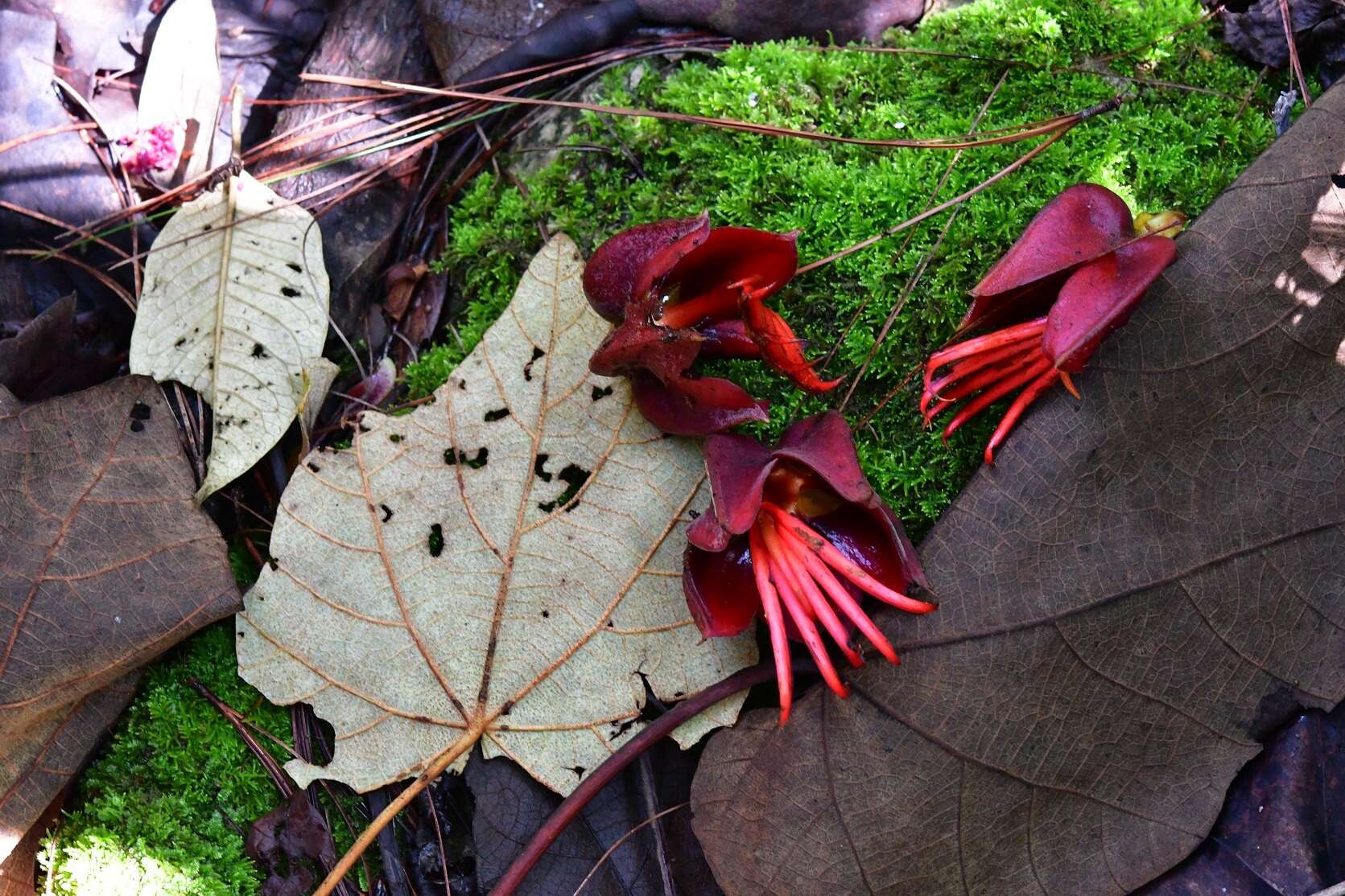 Imagem de Chiranthodendron pentadactylon Larreat