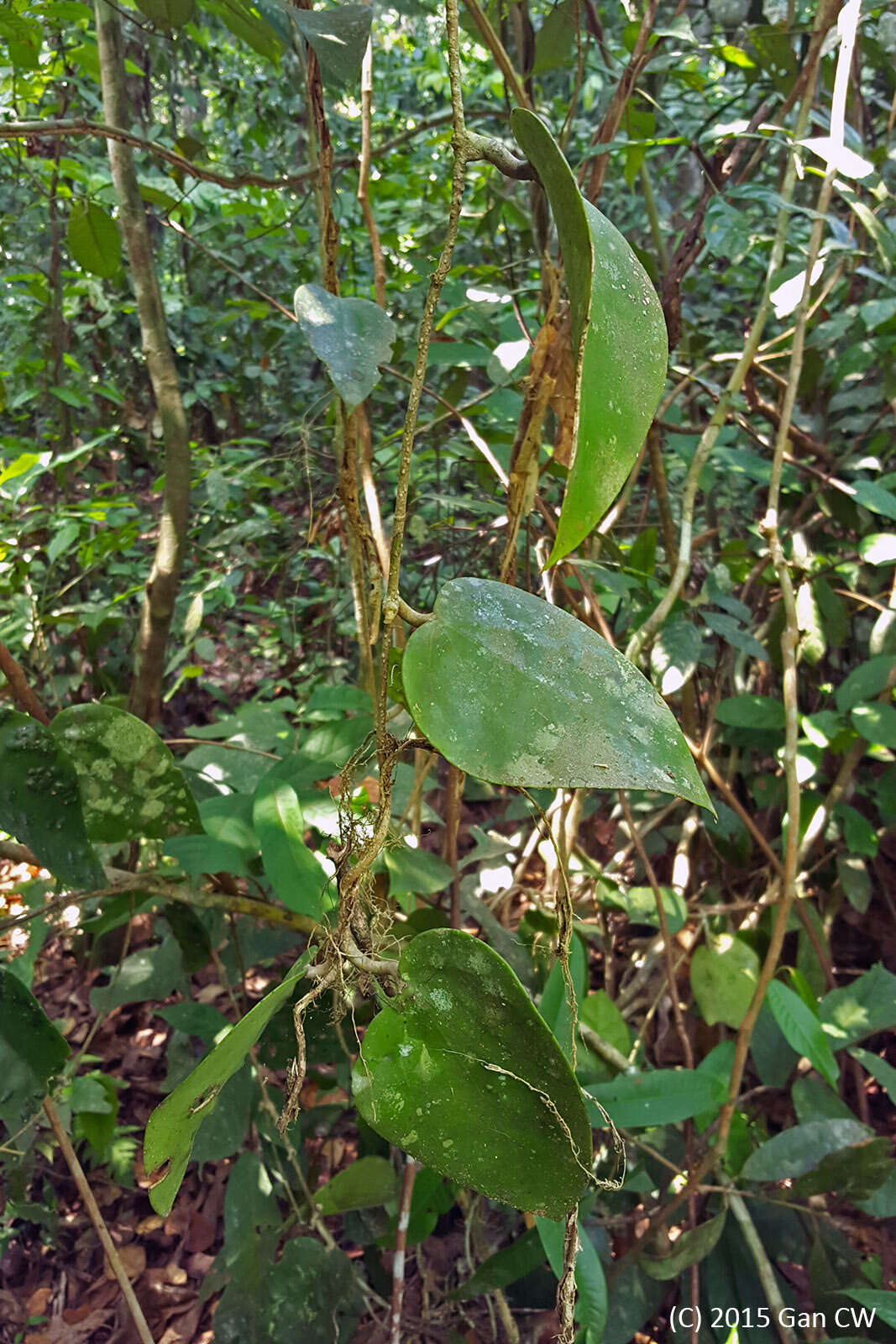 Image of Hoya latifolia G. Don