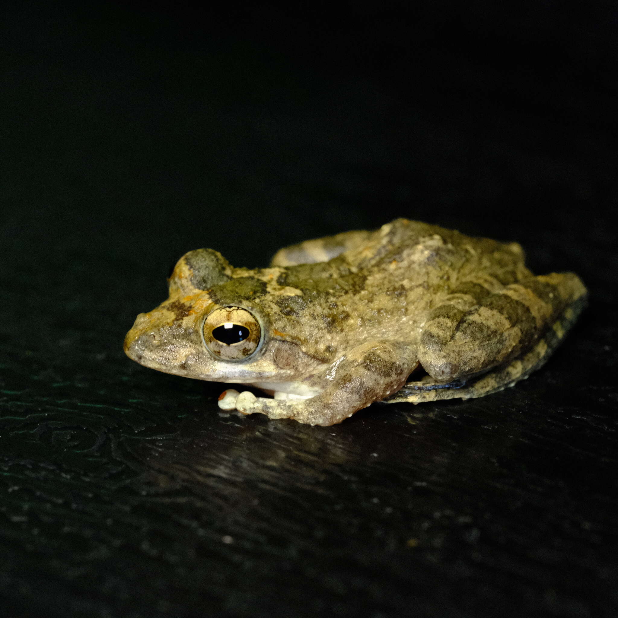 Image of Buergeria oxycephala (Boulenger 1900)