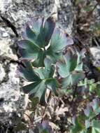 Image of Aquilegia tuvinica I. M. Vassiljeva