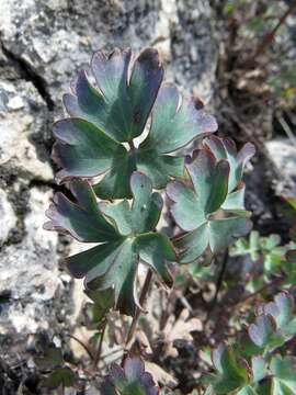 Image of Aquilegia tuvinica I. M. Vassiljeva