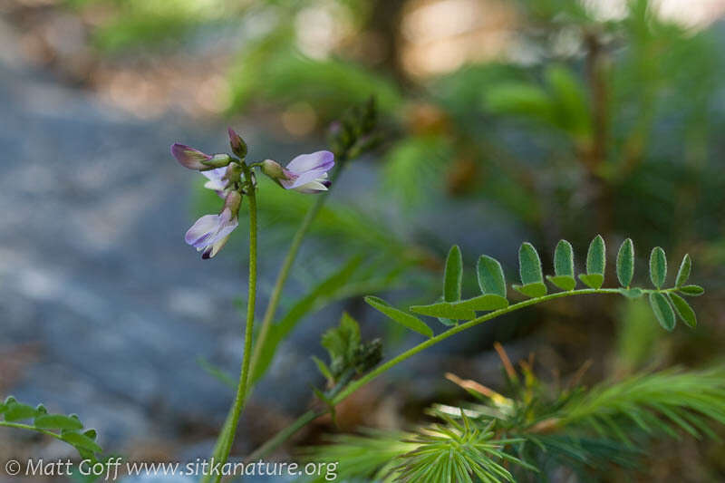 صورة Astragalus alpinus L.