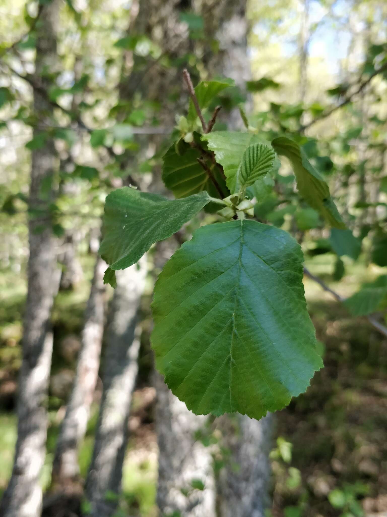 Image of Alnus lusitanica Vít, Douda & Mandák