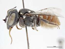 Image of Megachile patera (King 1994)