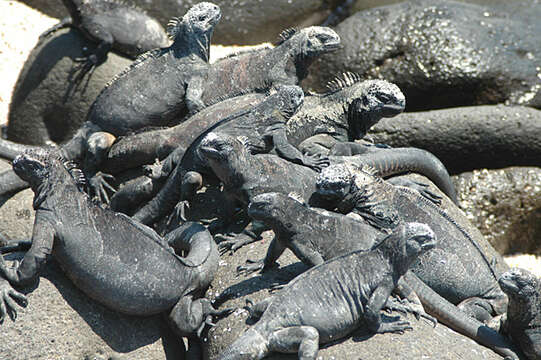 Image of marine iguana