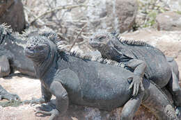 Image of marine iguana