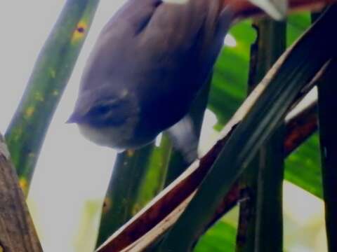 Image of Rufous-tailed Foliage-gleaner