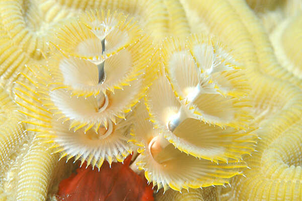 Image of Christmas tree worm