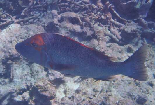 Sivun Lethrinus miniatus (Forster 1801) kuva