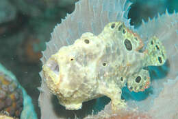 Image of Flagpole Frogfish