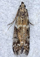 Image of Brower's Vitula Moth