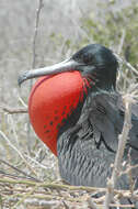 Image of frigatebirds