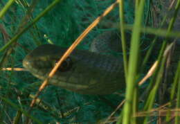 Image of Montpellier Snake