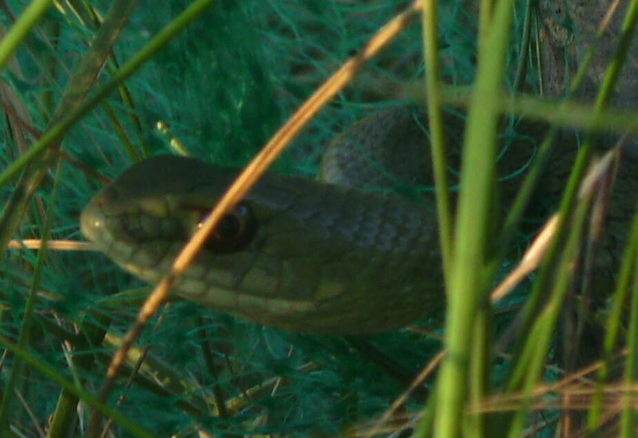 Image of Montpellier Snake