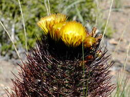 Image of Eriosyce strausiana subsp. strausiana