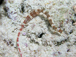 Image of Brown-banded Pipefish