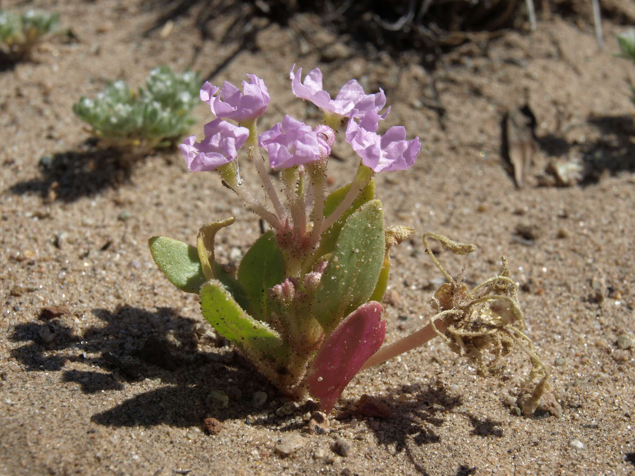 Image of Lassen sandverbena