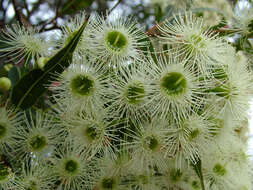 صورة Corymbia