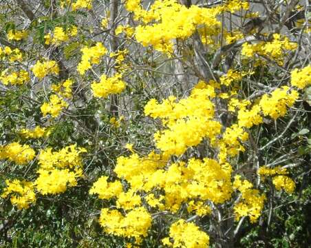 صورة Handroanthus chrysanthus (Jacq.) S. O. Grose