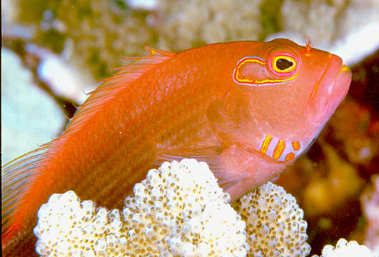 Image of Arc-eye Hawkfish