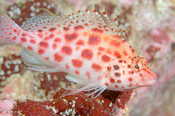 Image of Coral Hawkfish