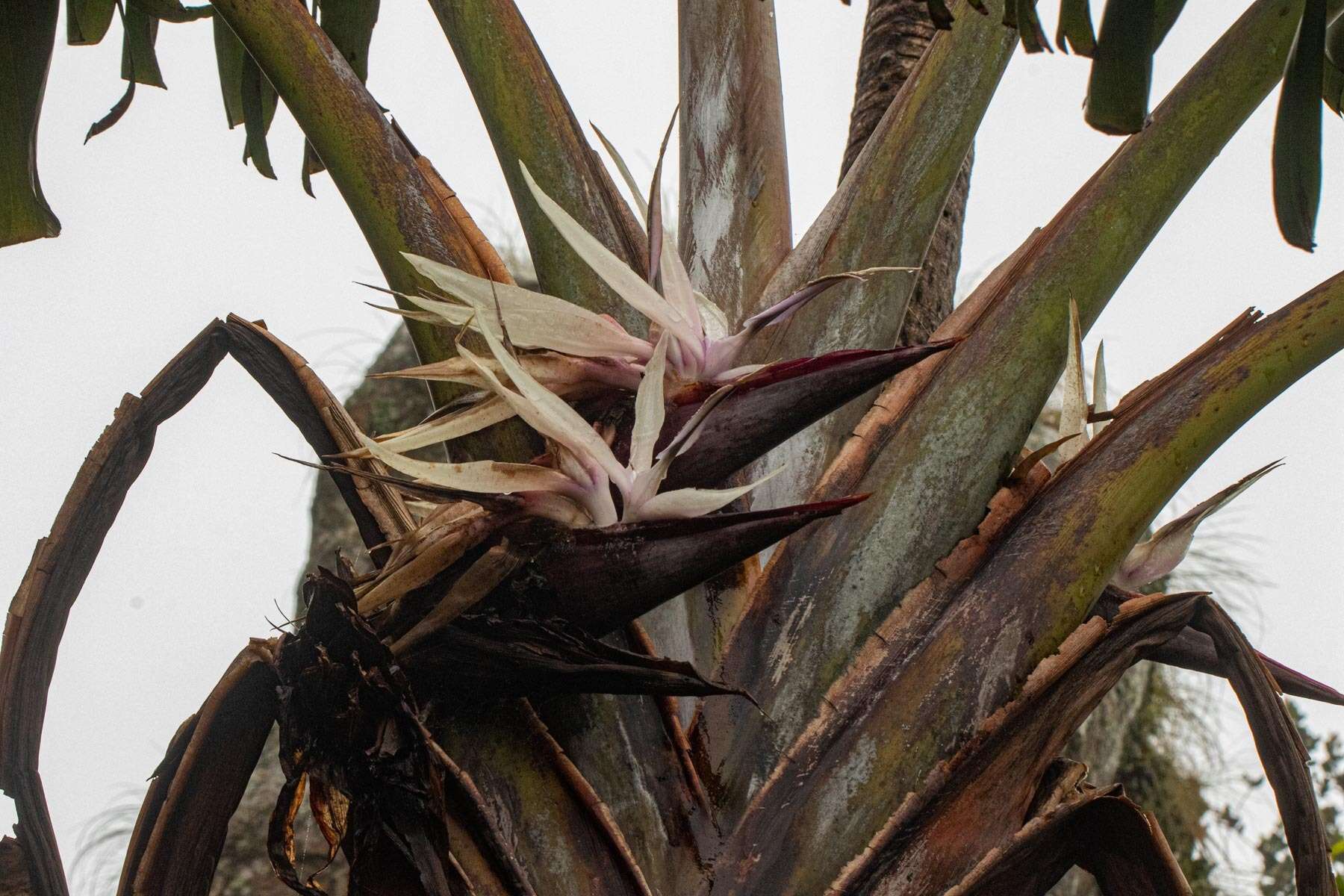 Image of Mountain strelitzia