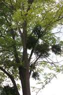 Image of European mistletoe