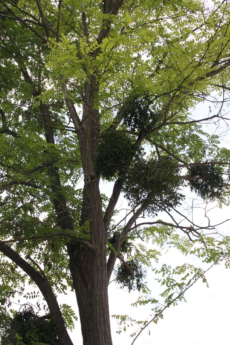 Image of European mistletoe