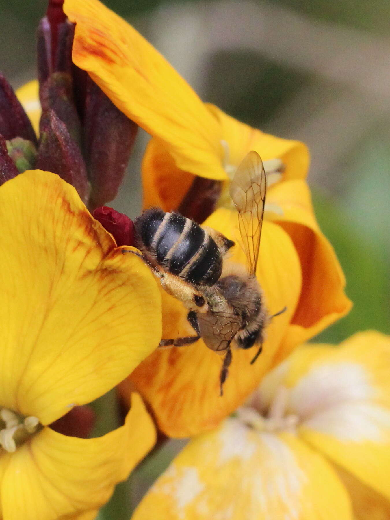 Image of Andrena flavipes Panzer 1799