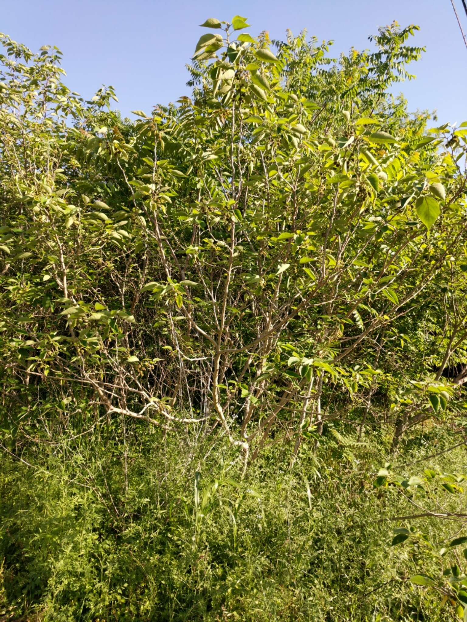 Image of paper mulberry