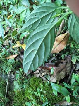 Image of Dicliptera japonica (Thunb.) Makino