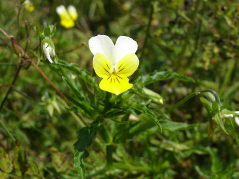 Image of Viola tricolor subsp. alpestris (Ging.) Ces.