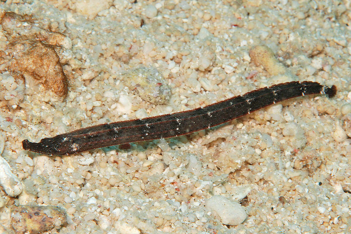 Sivun Phoxocampus tetrophthalmus (Bleeker 1858) kuva