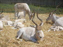 Image of Addax Laurillard 1841