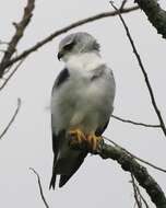 Image of Black-shouldered Kite